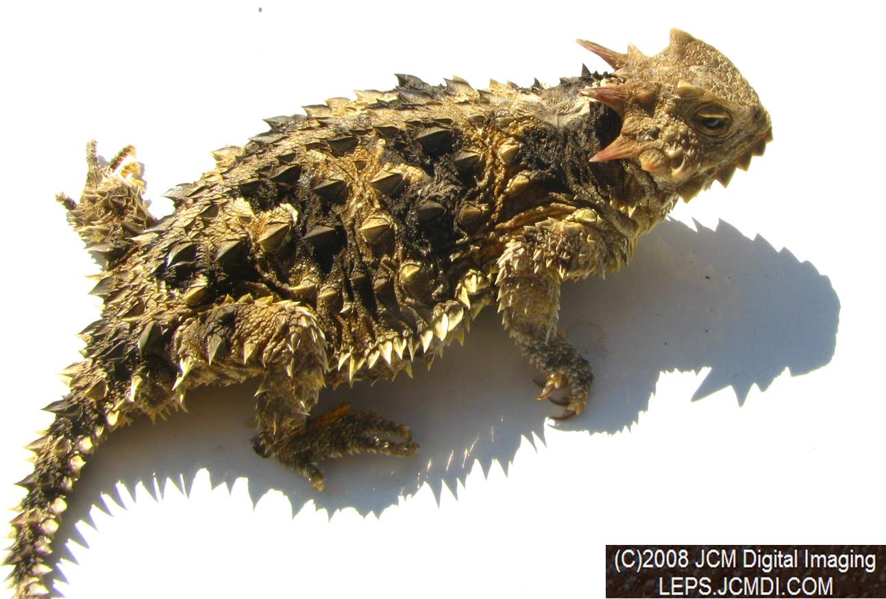 A Horned Lizard, filmed at Bear Divide, near Newhall CA